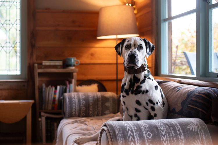 A dog sitting on a sofa