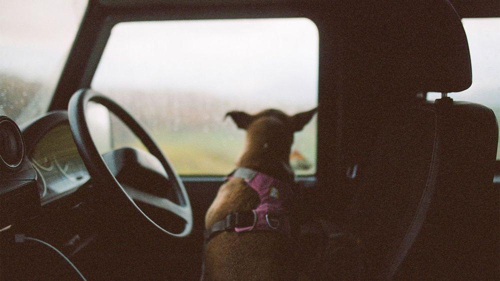 How to your dog’s car anxiety Paws & Stay