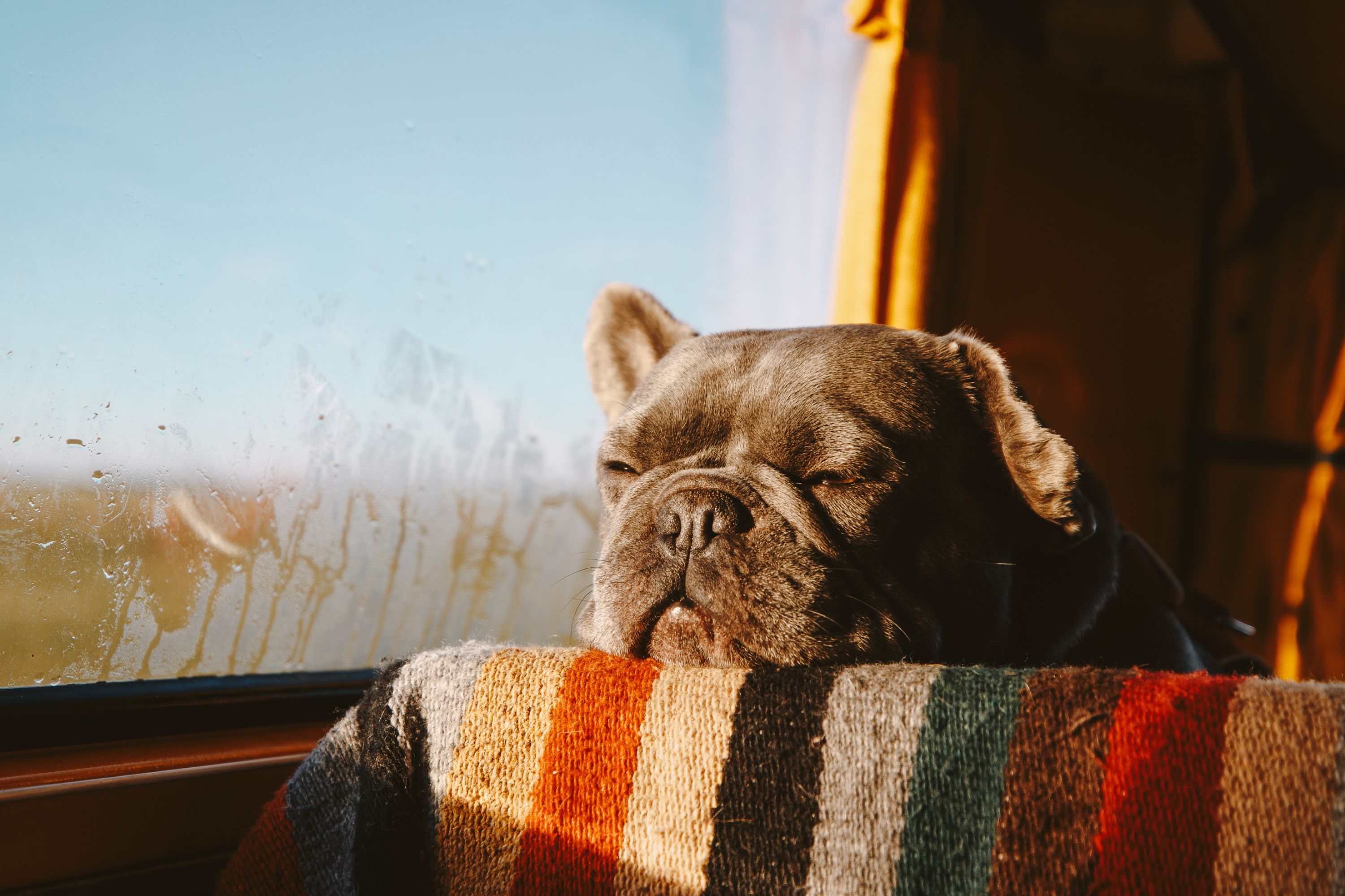 A dog in a car