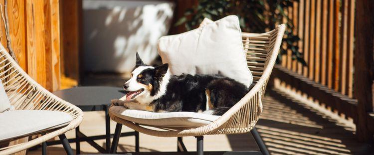 A dog sitting on a chair