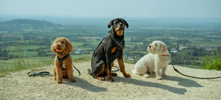 Three dogs
