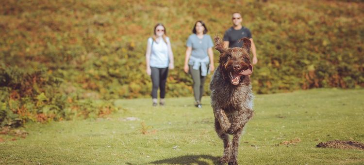 A dog running with people behind