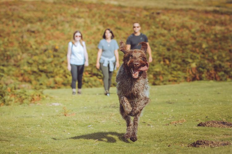 A dog running with people behind