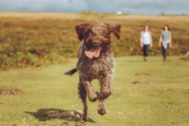 A dog running towards the camera