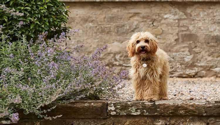 A dog