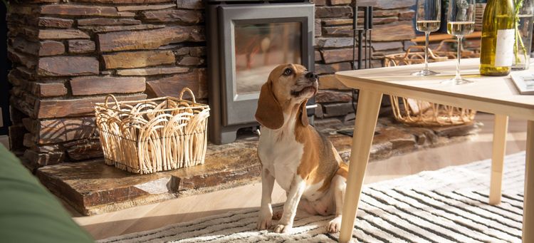 A dog looking at wine on a table