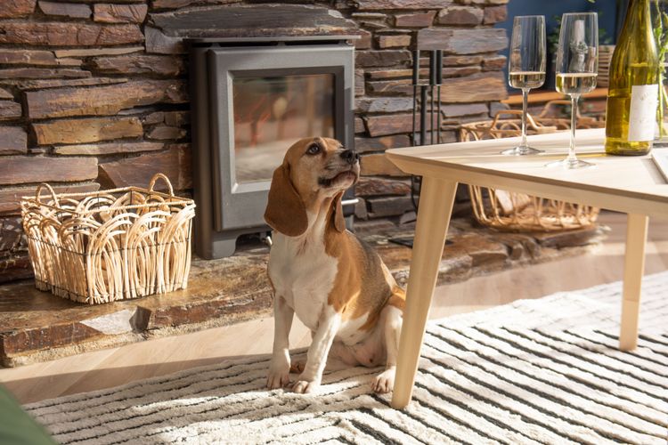 A dog looking at wine on a table