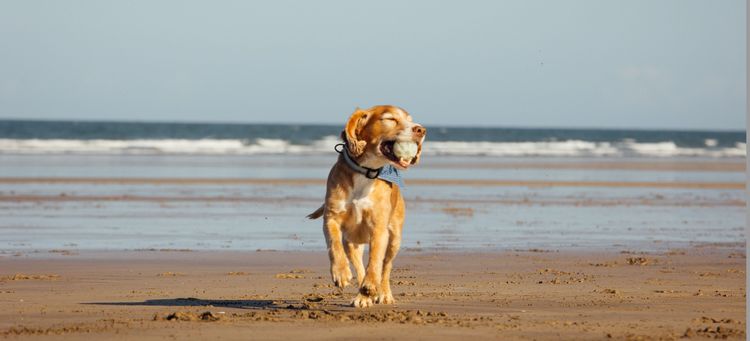 A dog with a ball on the beach