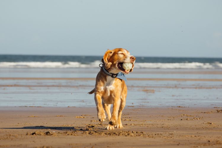 A dog with a ball on the beach
