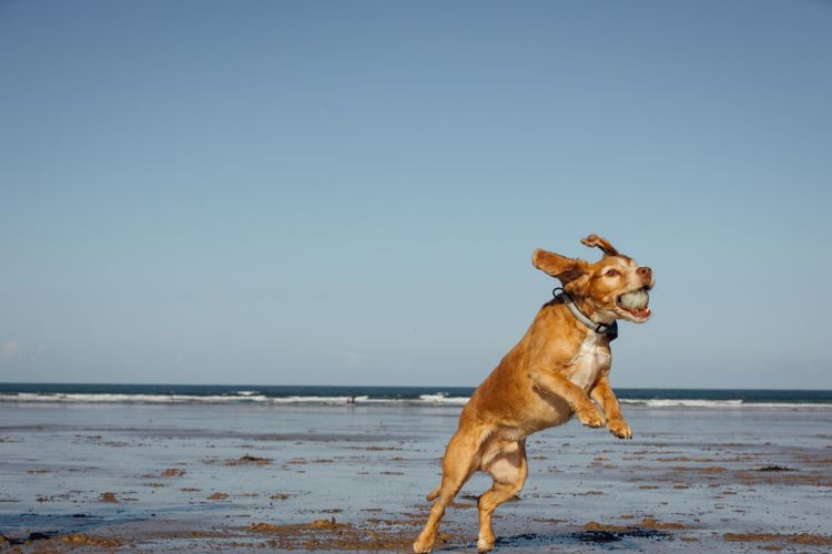 A dog catching a ball on the beach