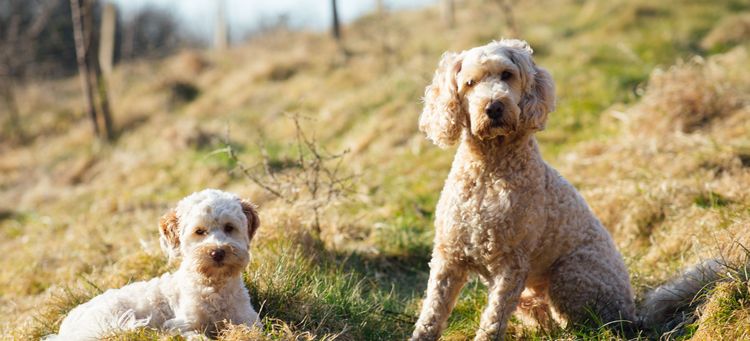 Two dogs in a field