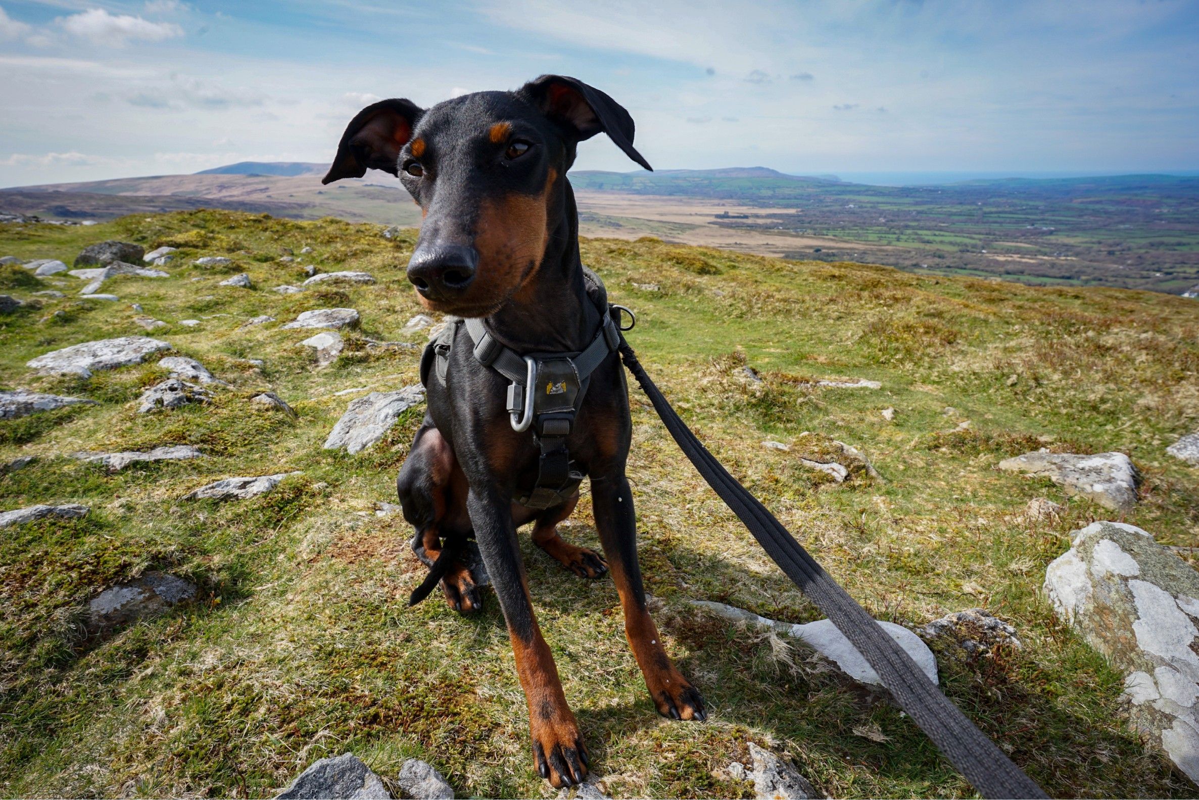 A dog in the highlands