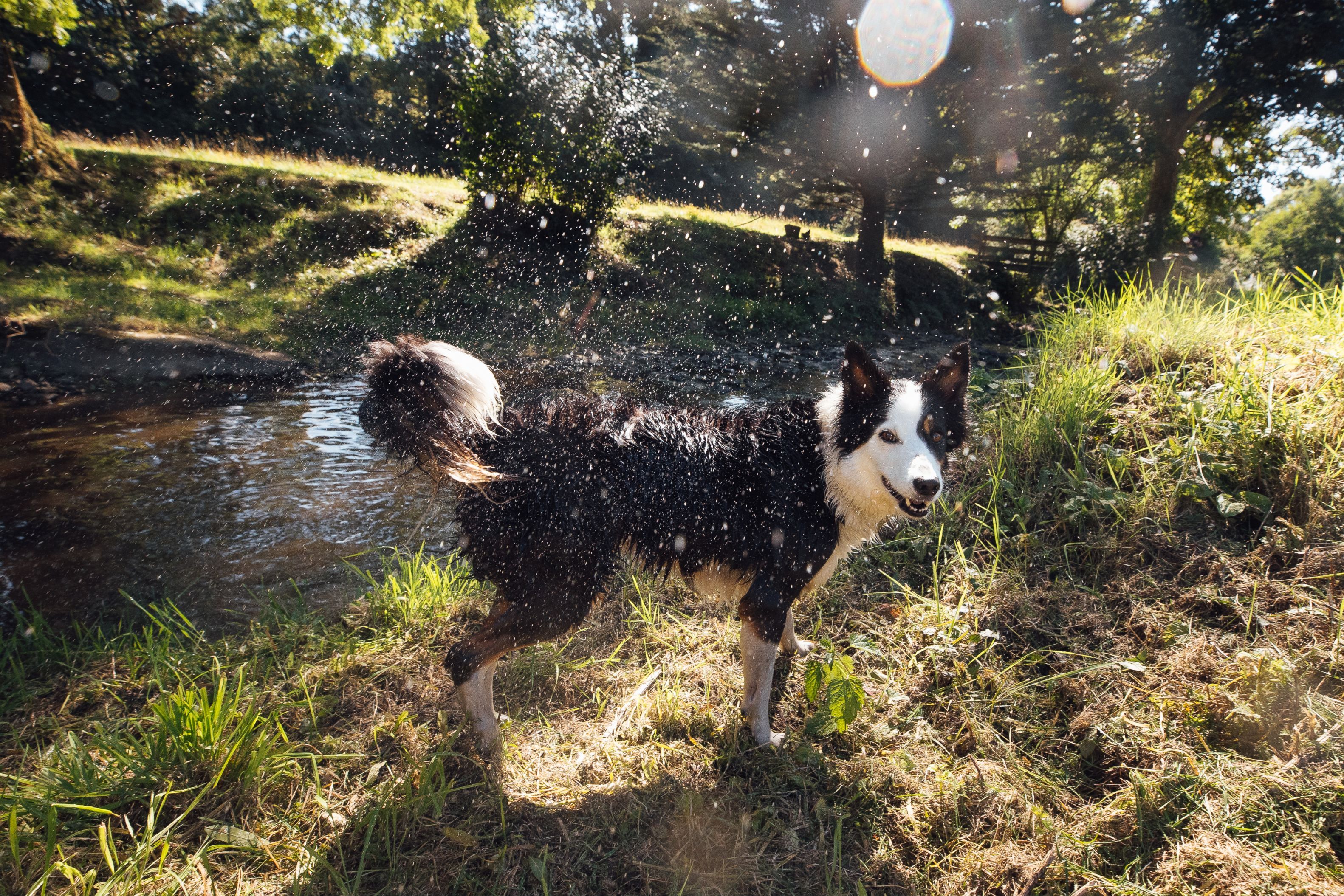 A dog by a river