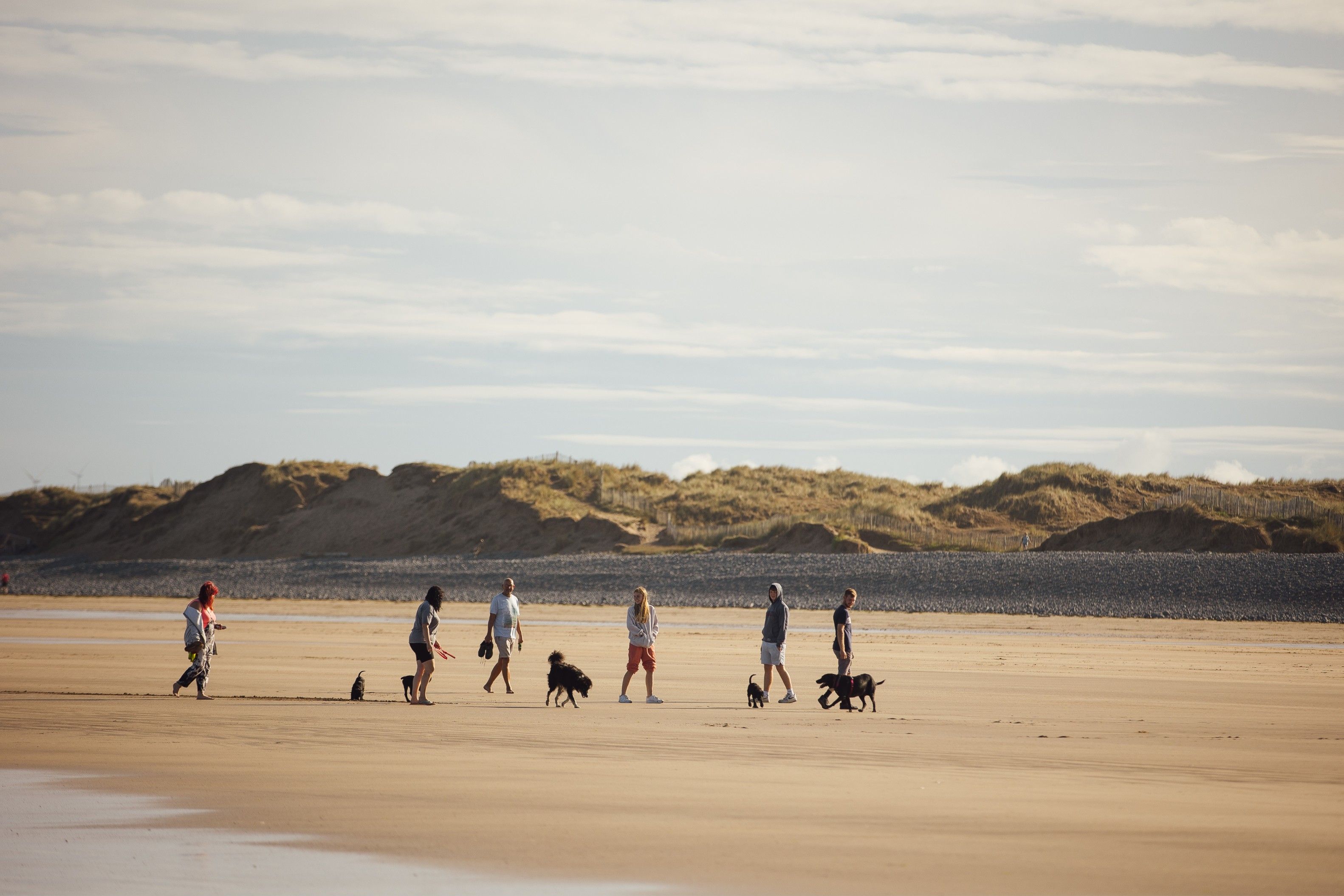 People and dogs walking on a beach