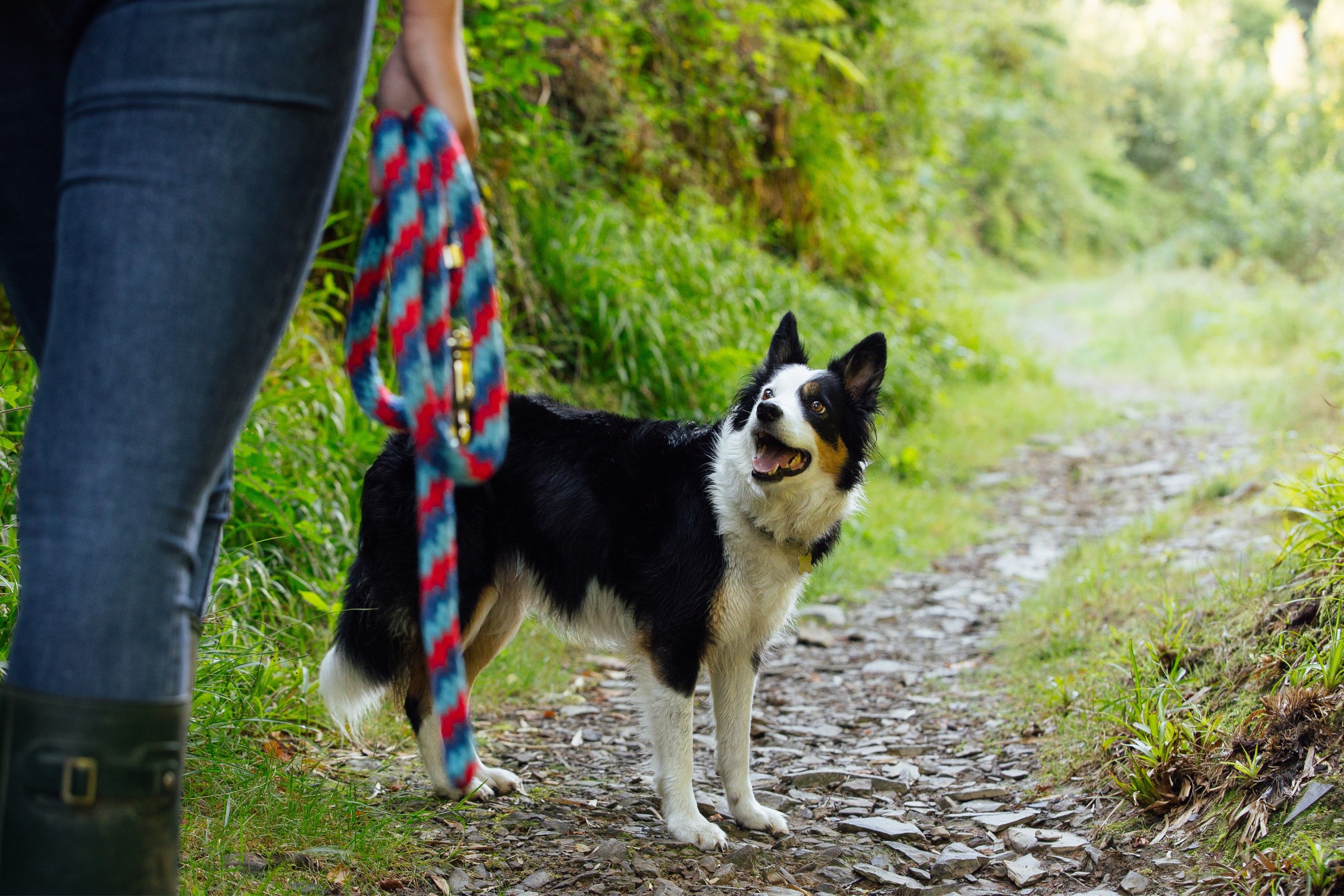 A dog on a walk
