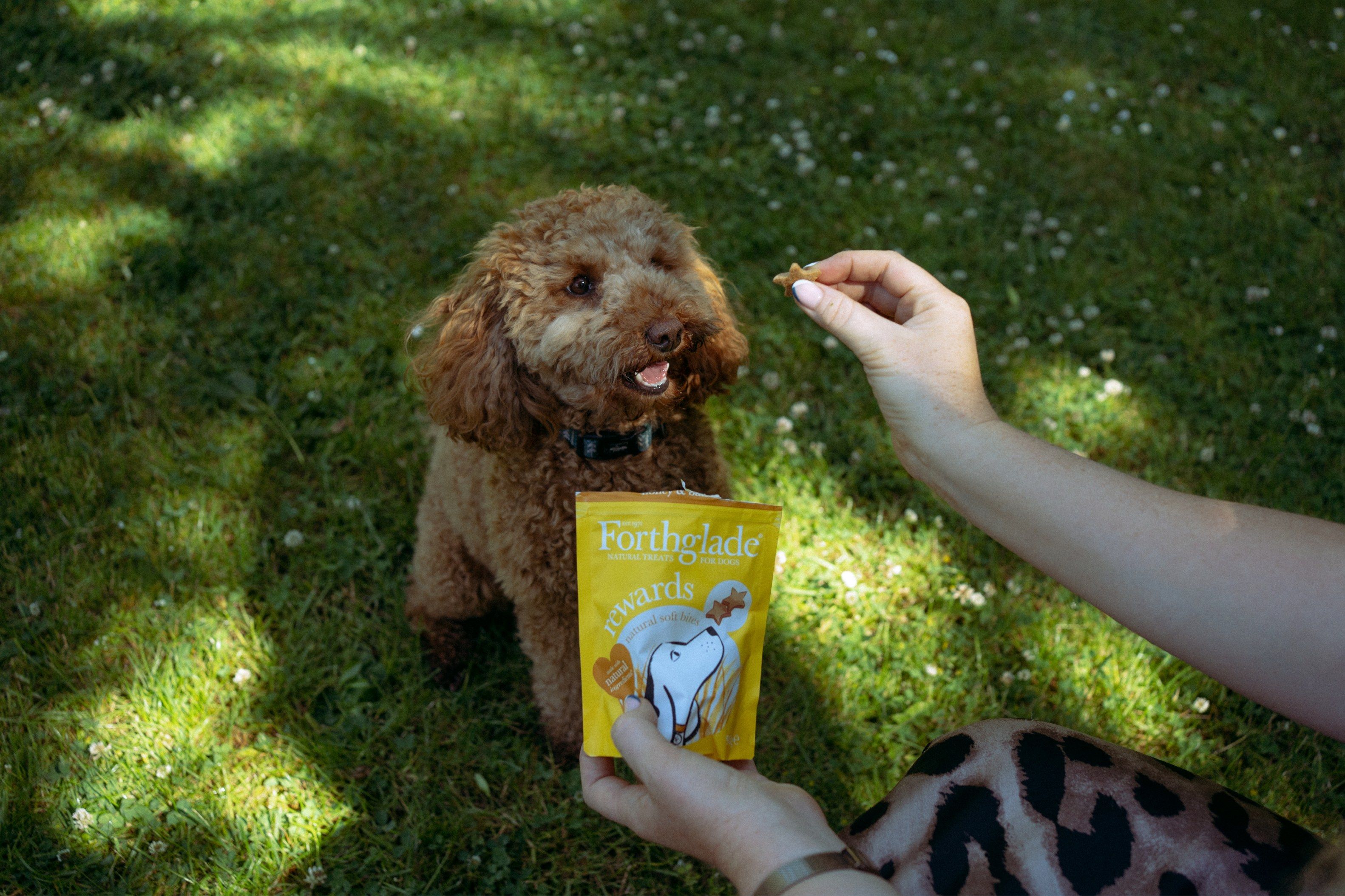 Someone feeding their dog Forthglade treats