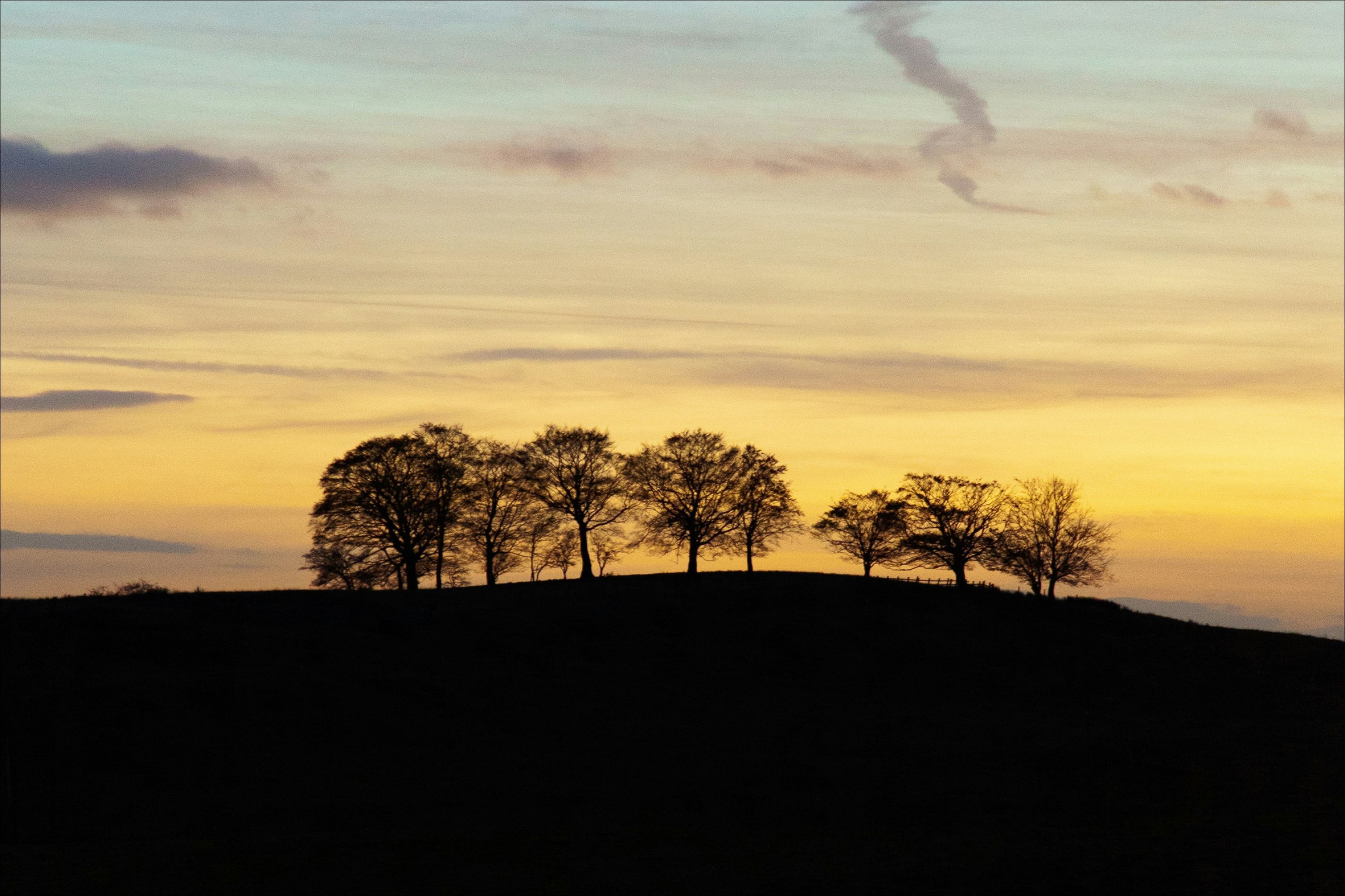 Trees on a hill at sunset