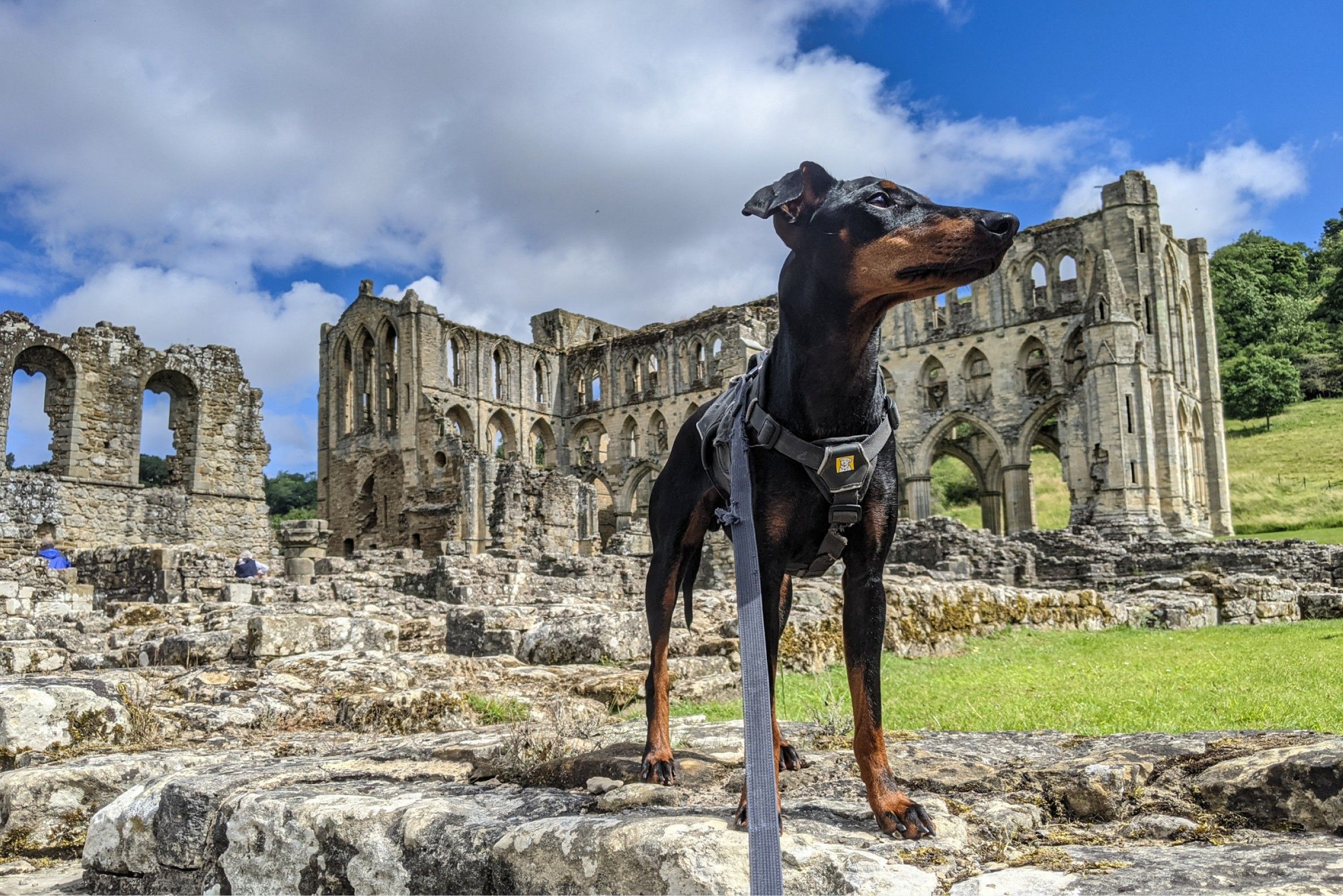 A dog in front of a castle ruins