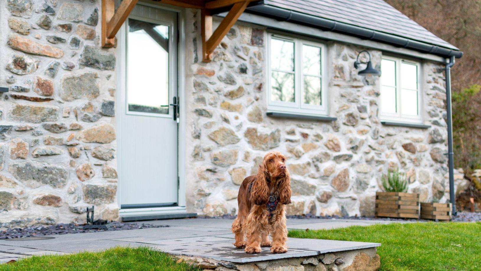 A dog outside at Coed Llydan
