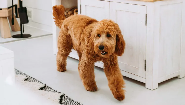 A dog in the living room at Driftwood Lodge