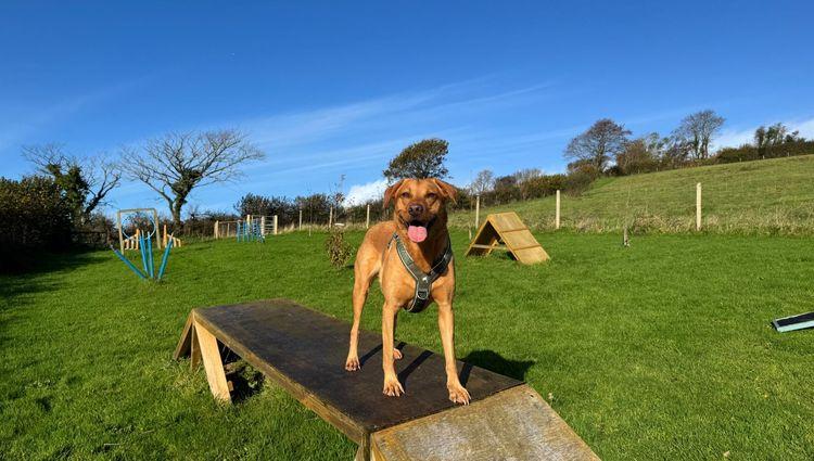 The agility field at Koth Farmhouse, Rainbow Cottage and Hob Nob