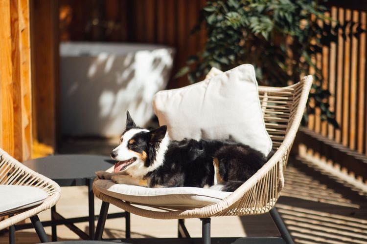 A dog sitting on a chair