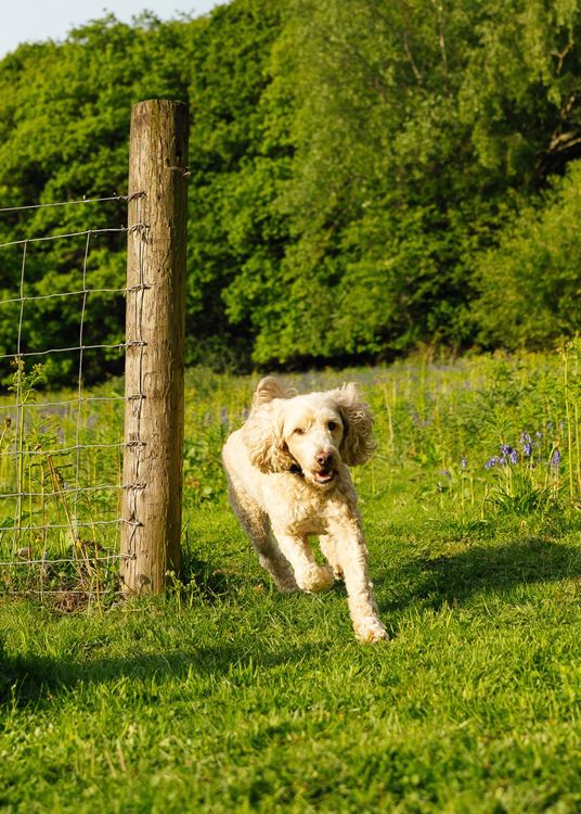 A dog running off lead in enclosed garden