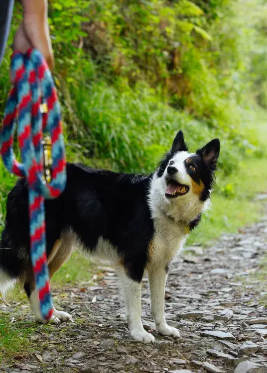 A dog in the countryside and a human holding a lead