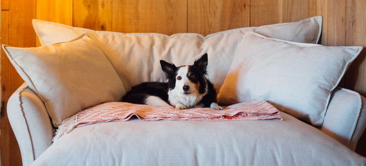 A dog on a sofa