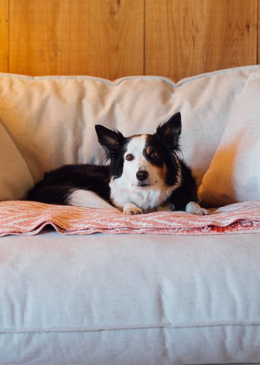 A dog on a sofa