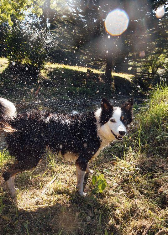 A dog in a field by a river