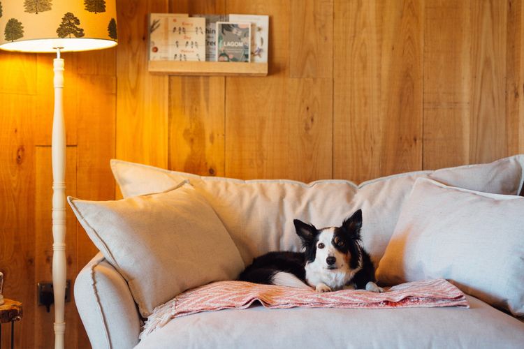 A dog on a sofa