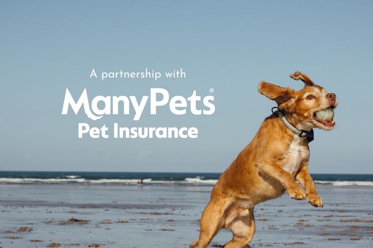 A dog jumping on a beach with the ManyPets logo