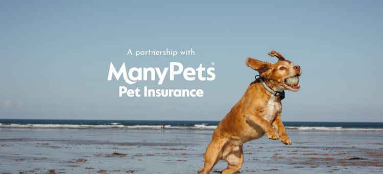 A dog jumping on a beach with the text 'A partnership with ManyPets pet insurance'