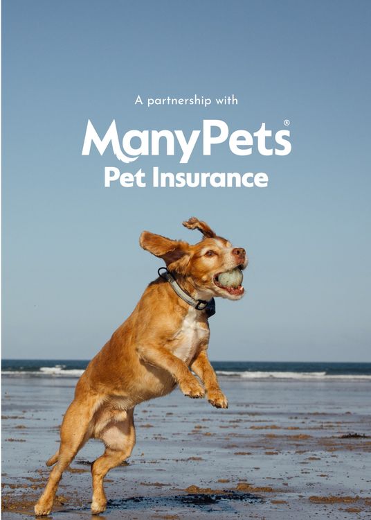 A dog jumping on a beach with the text 'A partnership with ManyPets pet insurance'