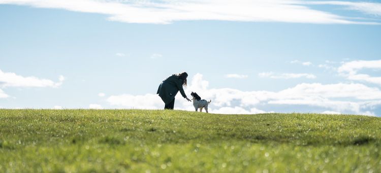 A person on a hill reaching out to a dog
