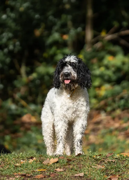 A black and white dog on a walk