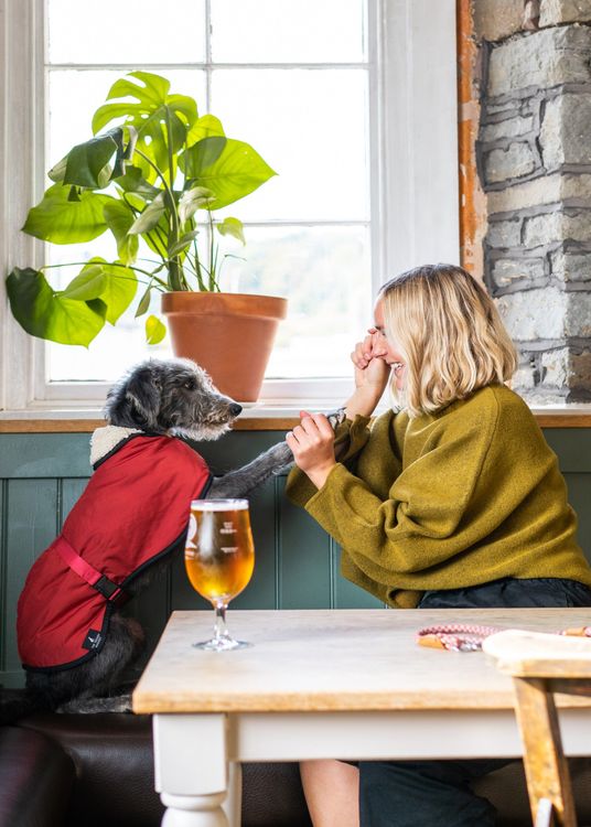 Someone holding a dogs hand