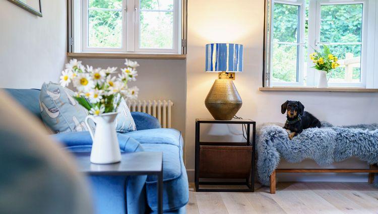 A dog in the living room at Yr Ffald 