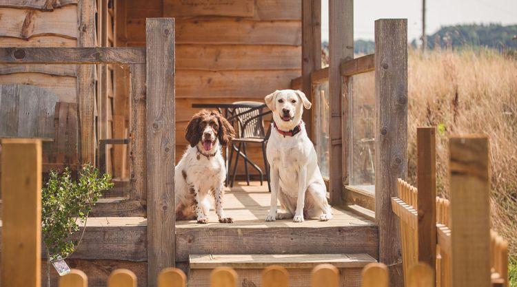 The dogs outside at Cedar Lodge