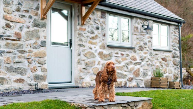 A dog outside at Coed Llydan