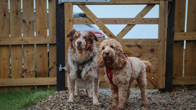 Dogs at the garden at Fern