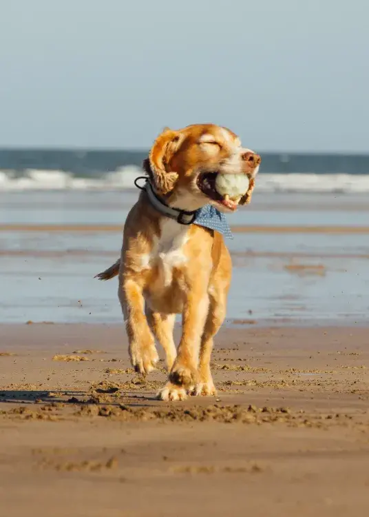 A dog on a beach with a ball in its mouth