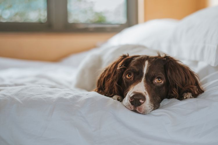 A dog on a bed