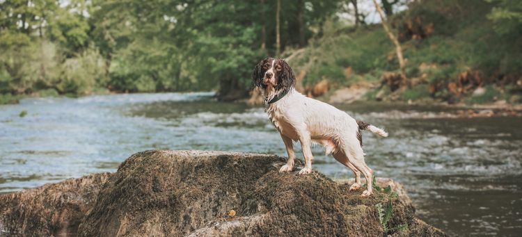 A dog on a rock near a river and woodland
