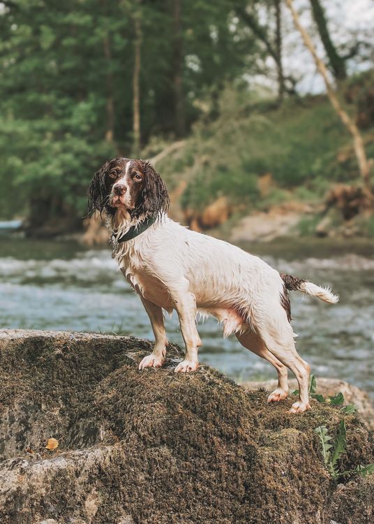 A dog on a rock near a river and woodland