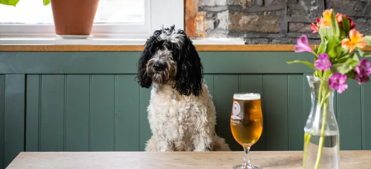 A dog sitting at a table with a drink