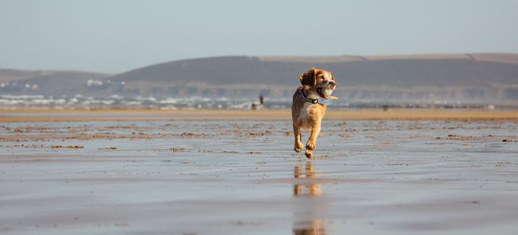 A dog on a beach