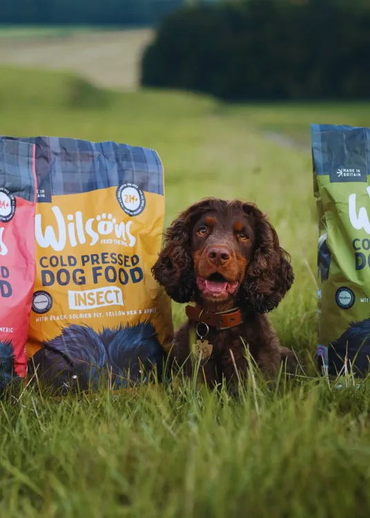 A dog with dog food